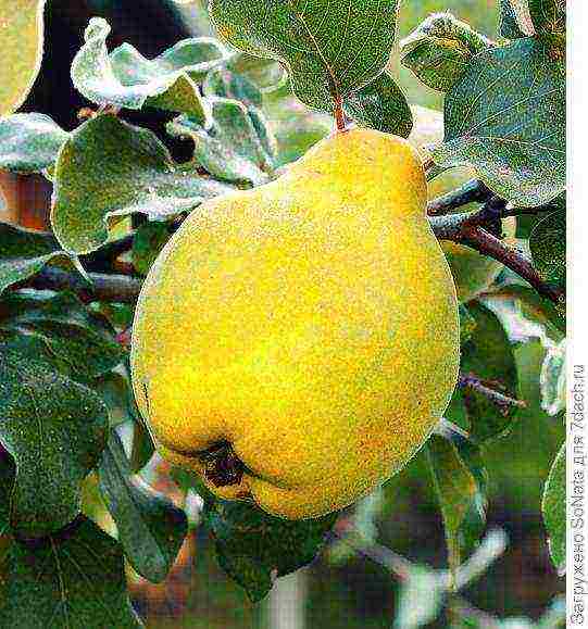 the best varieties of quince