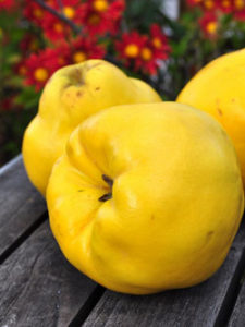 the best varieties of quince