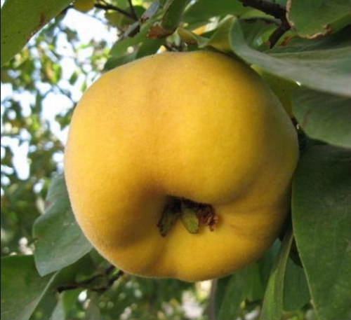 the best varieties of quince