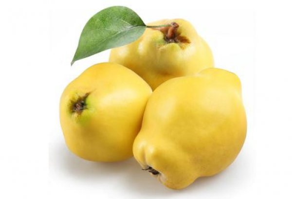 the best varieties of quince