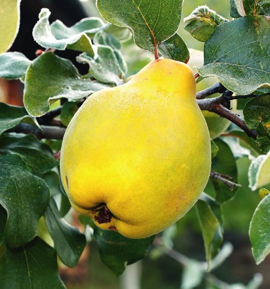 the best varieties of quince