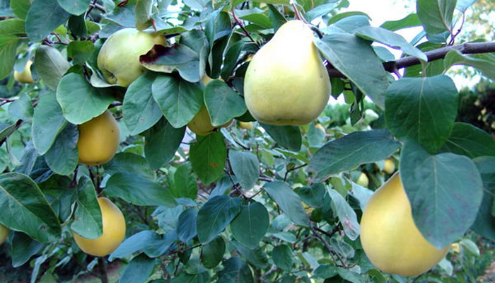 the best varieties of quince