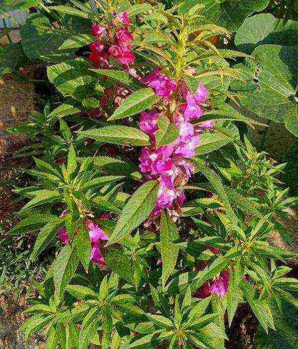 the best varieties of balsam