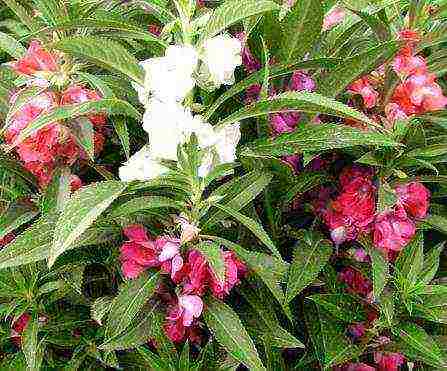 the best varieties of balsam