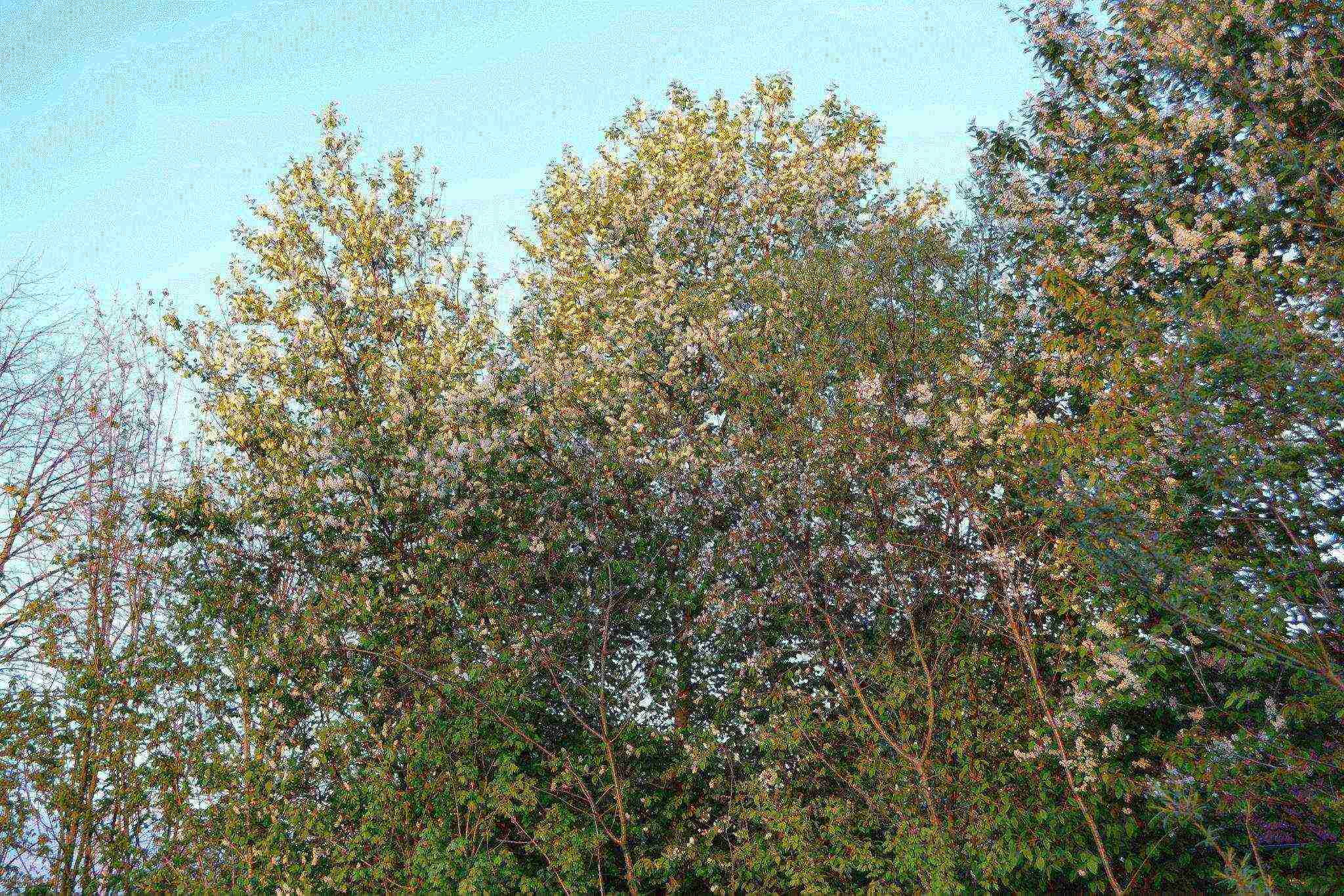 the best varieties of bird cherry