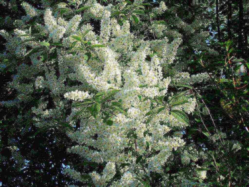 ang pinakamahusay na mga pagkakaiba-iba ng bird cherry