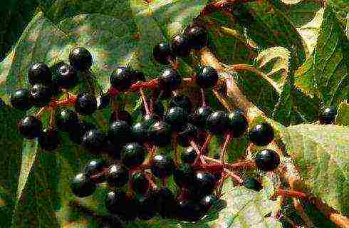 the best varieties of bird cherry