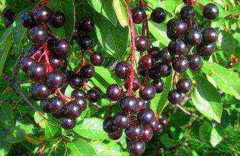 the best varieties of bird cherry