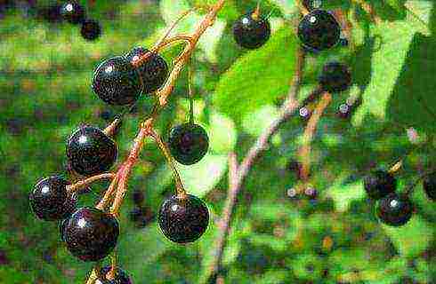 the best varieties of bird cherry