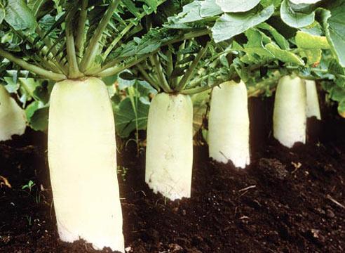 ang pinakamahusay na mga daikon variety