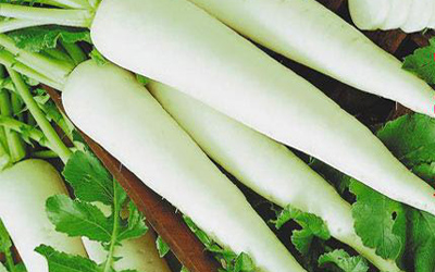 ang pinakamahusay na mga daikon variety