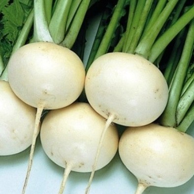 the best daikon varieties