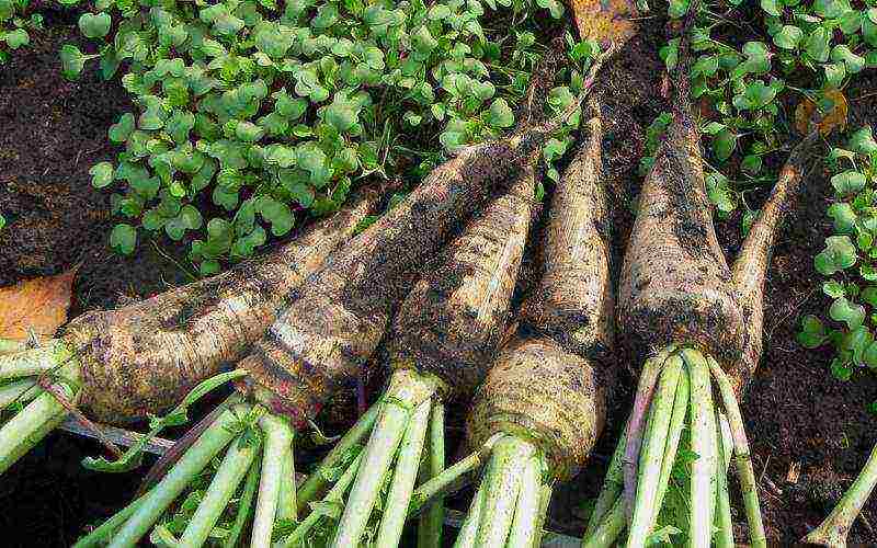 the best daikon varieties