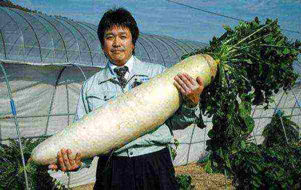 the best daikon varieties