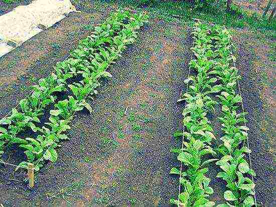 the best daikon varieties