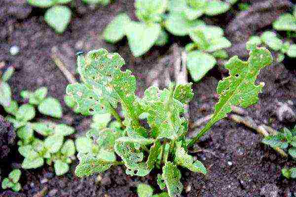 the best daikon varieties