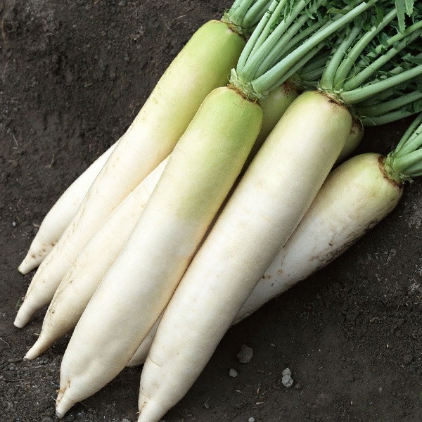 ang pinakamahusay na mga daikon variety