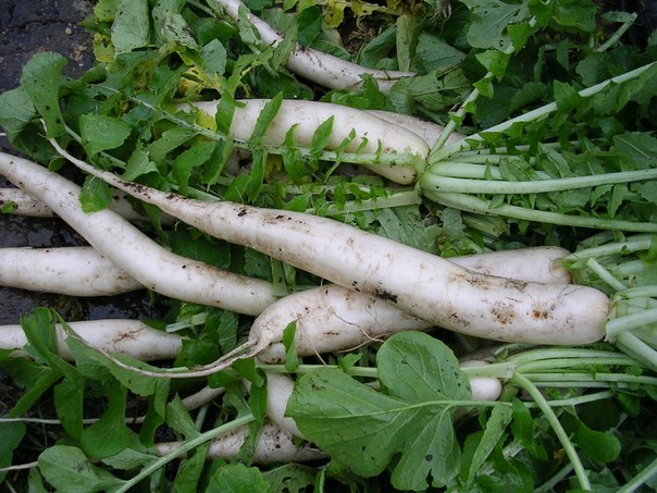 ang pinakamahusay na mga daikon variety