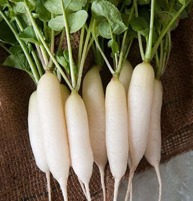 ang pinakamahusay na mga daikon variety