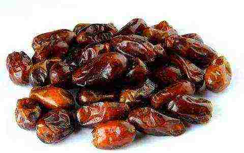 the best varieties of dates