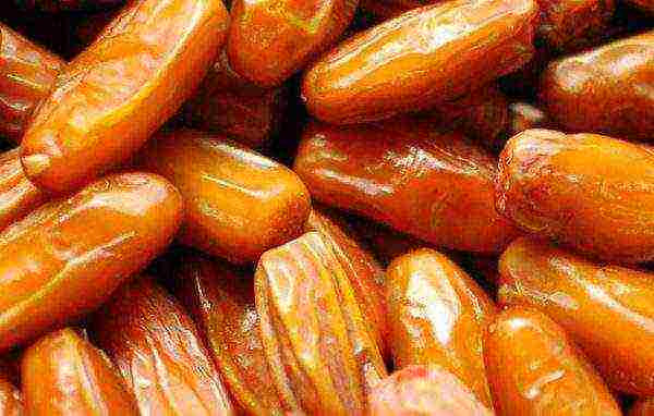 the best varieties of dates