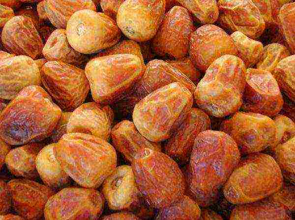 the best varieties of dates