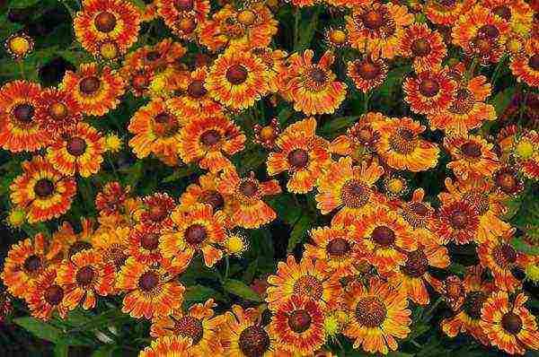 the best varieties of heleniums