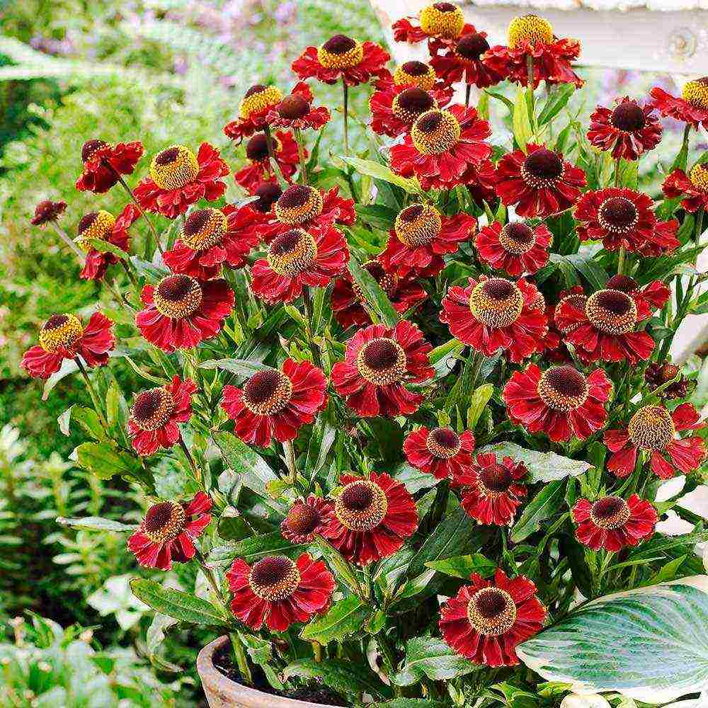 ang pinakamahusay na mga pagkakaiba-iba ng mga helenium