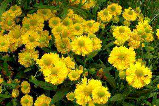 the best varieties of heleniums