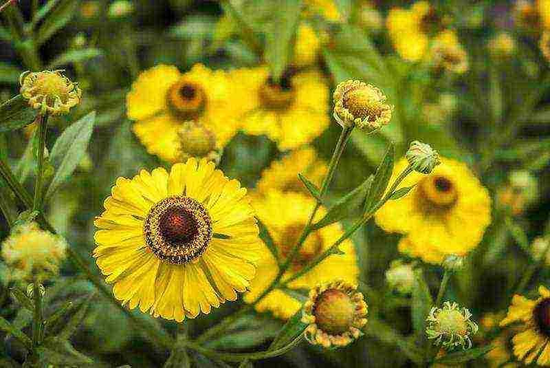 the best varieties of heleniums