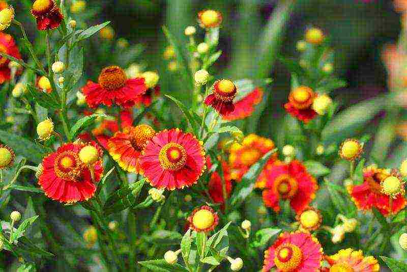 the best varieties of heleniums