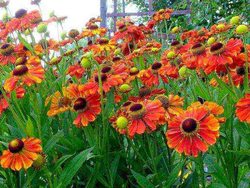 the best varieties of heleniums