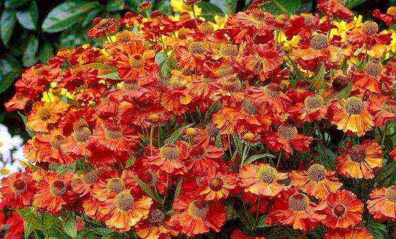 the best varieties of heleniums