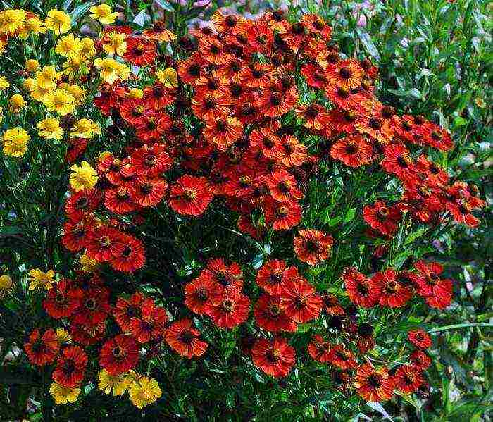 the best varieties of heleniums