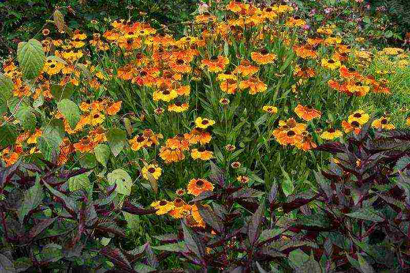 ang pinakamahusay na mga pagkakaiba-iba ng mga helenium