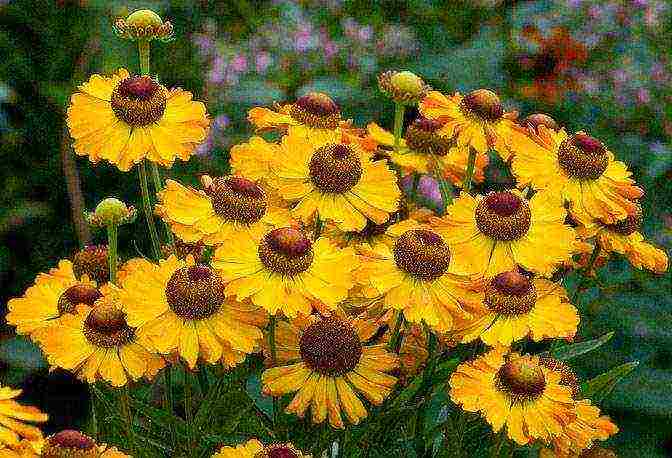 the best varieties of heleniums