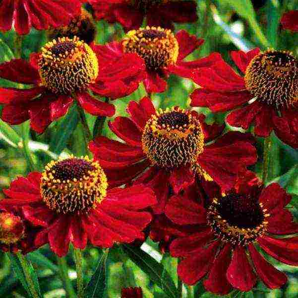 the best varieties of heleniums