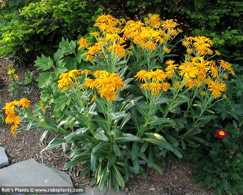 the best varieties of heleniums