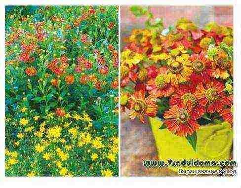 the best varieties of heleniums