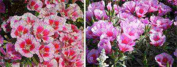 the best varieties of godetia