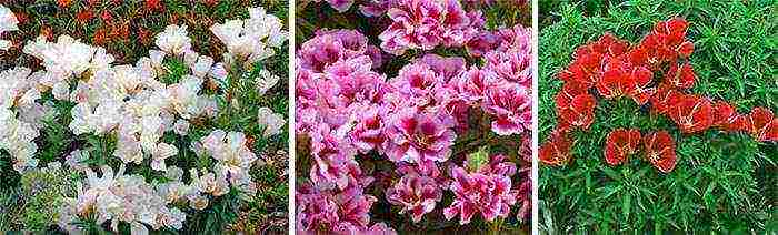 the best varieties of godetia