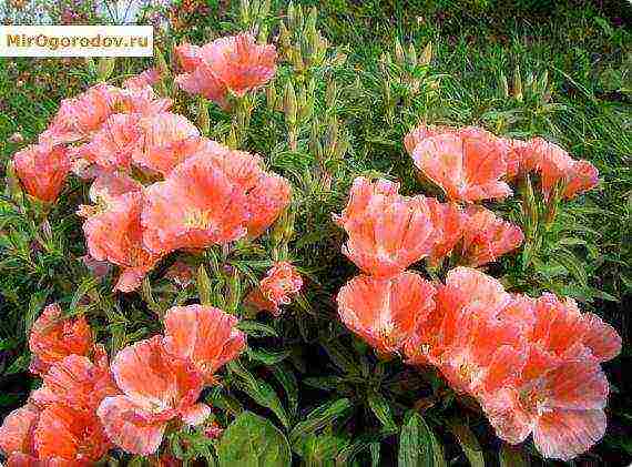 the best varieties of godetia