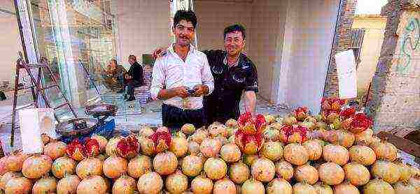 the best varieties of pomegranate