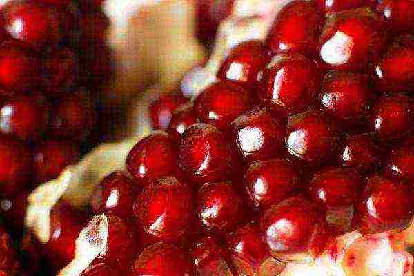 the best varieties of pomegranate