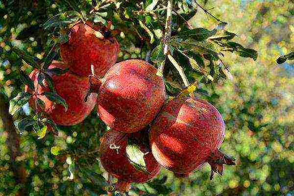 the best varieties of pomegranate