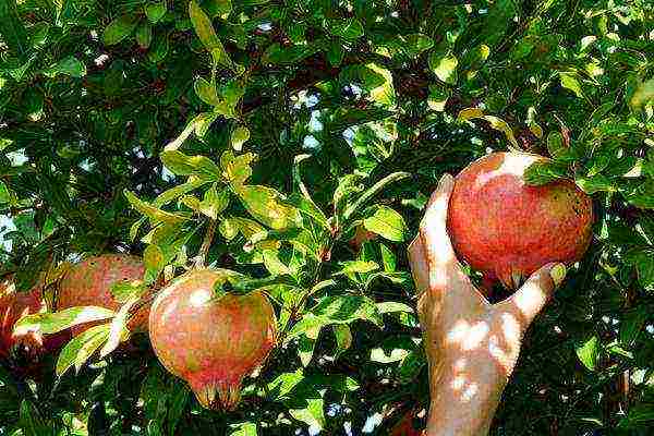 the best varieties of pomegranate