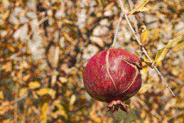 the best varieties of pomegranate