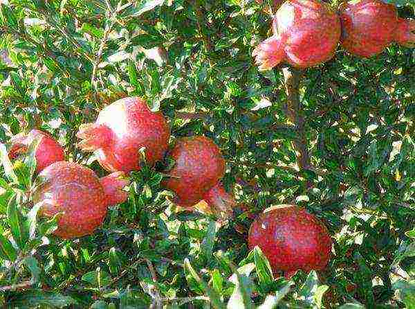 the best varieties of pomegranate