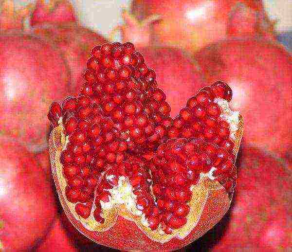 the best varieties of pomegranate