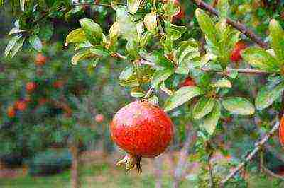 the best varieties of pomegranate